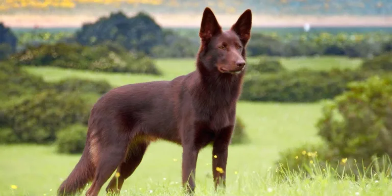 Australiankelpie niityllä vahtimassa