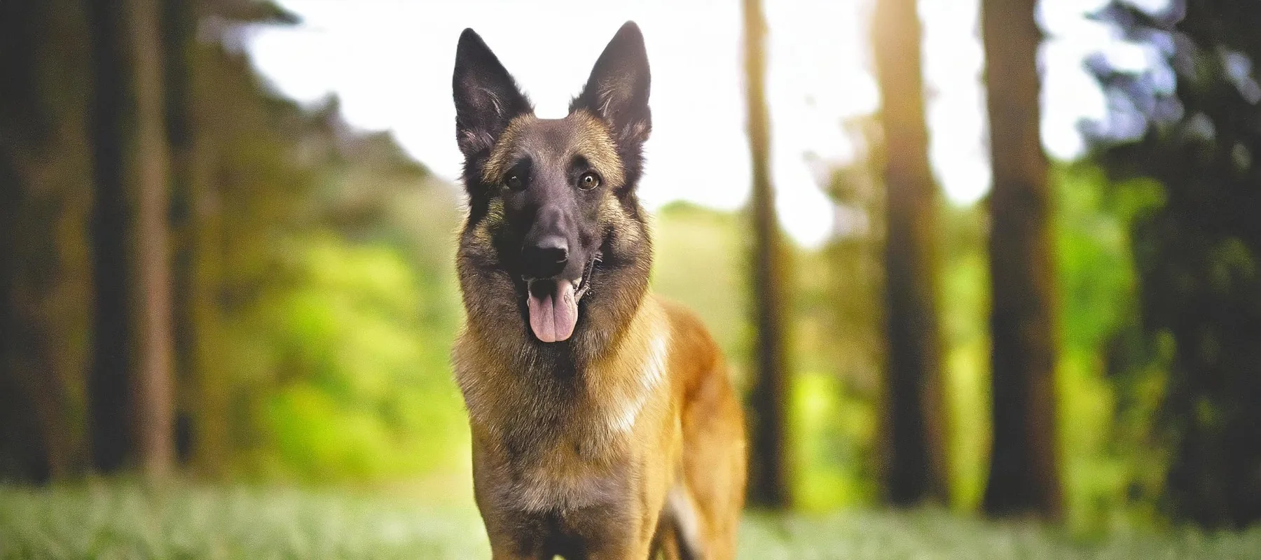 Belgianpaimenkoira Malinois