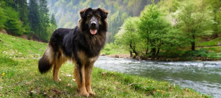 Pitk karvainen Skotlanninpaimenkoira Eli Collie Alkuper Luonne 
