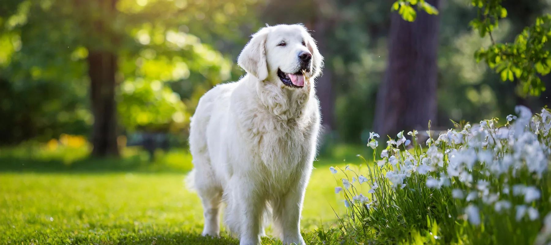 Kuvasz seisoo nurmikolla puistossa