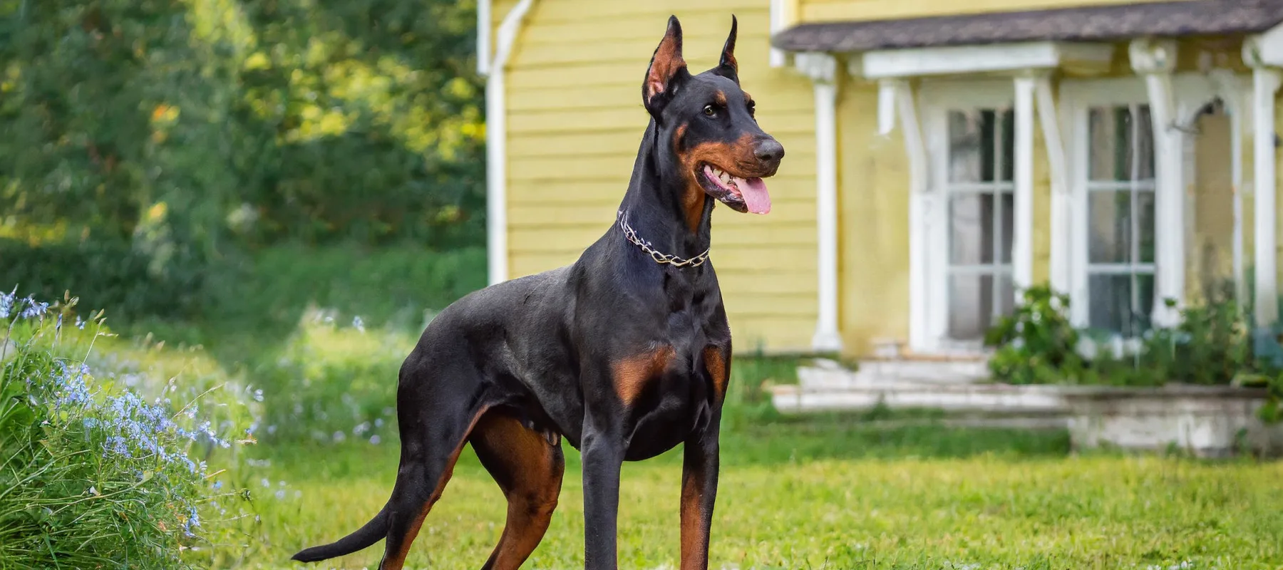 Dobermani seisoo kartanon edustalla