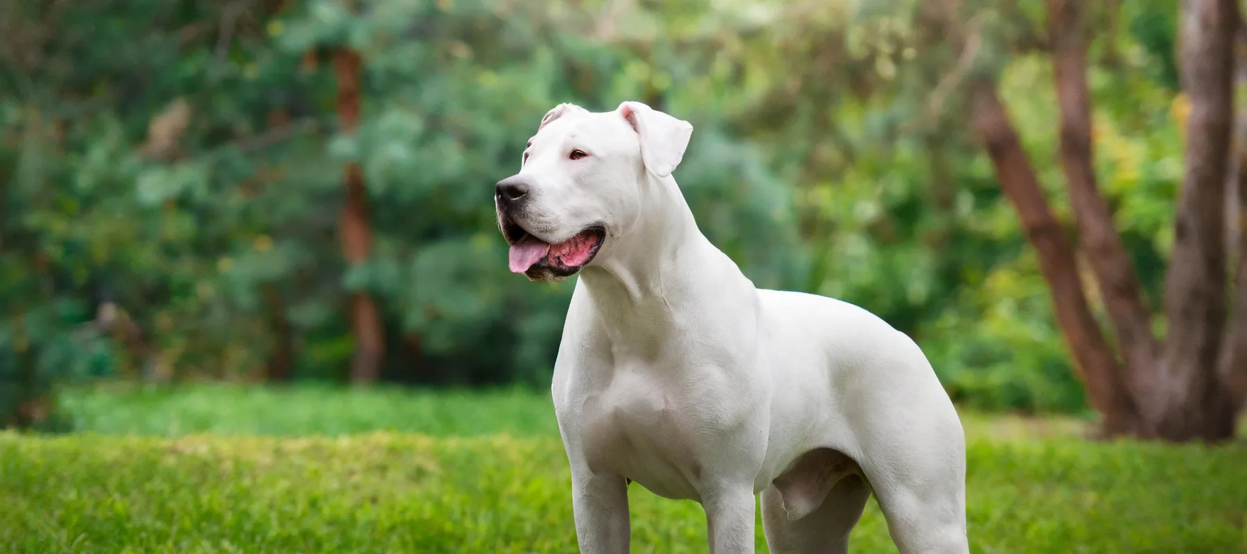 Dogo argentino seisoo ylväänä puistossa