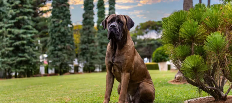 Fila brasileiro istuu nurmikolla