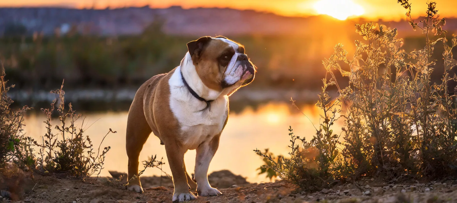 Mannermainen bulldog seisoo auringonlaskun edessä