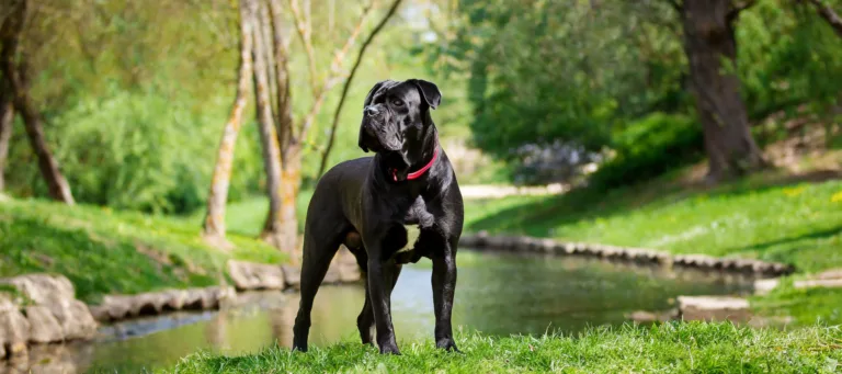 Cane corso seisoo puistossa puron rannalla
