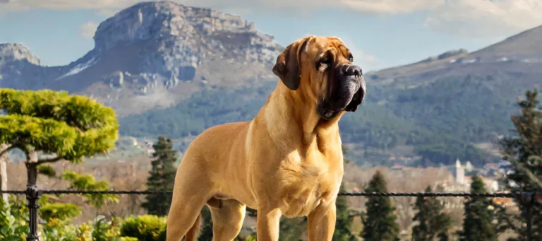 Kanariandoggi seisoo Kanariansaarilla
