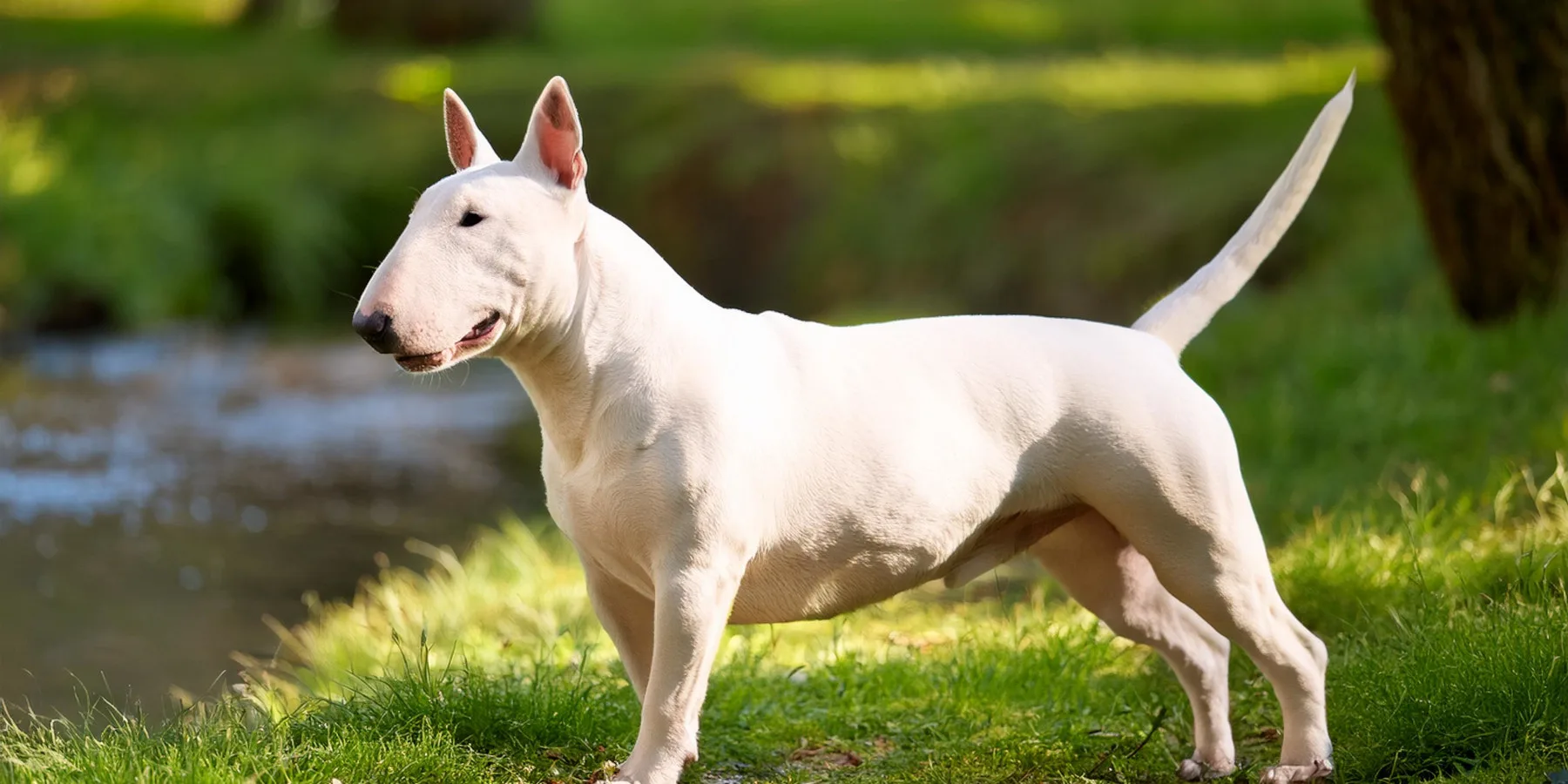 Bullterrieri seisoo puistossa puron rannalla